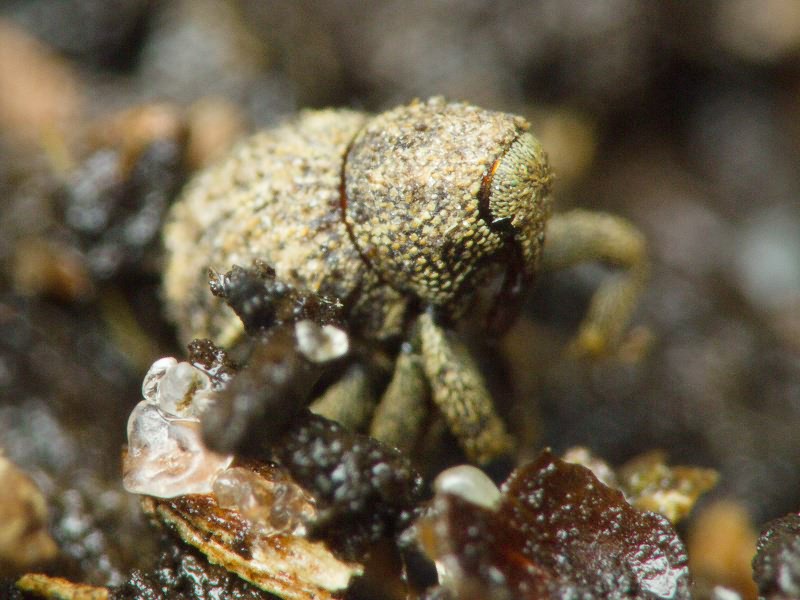 Acalles (Acalles) echinatus (Germar, 1824)